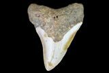 Bargain, Fossil Megalodon Tooth - North Carolina #101249-1